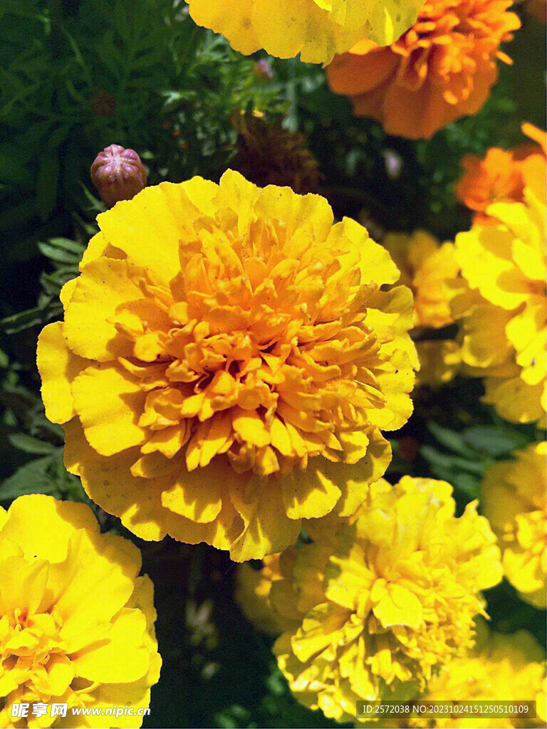 芳香菊花