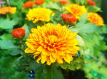 芳香菊花