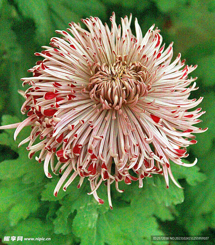 芳香菊花