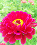 芳香菊花