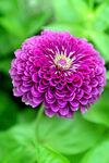 芳香菊花