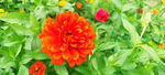 芳香菊花
