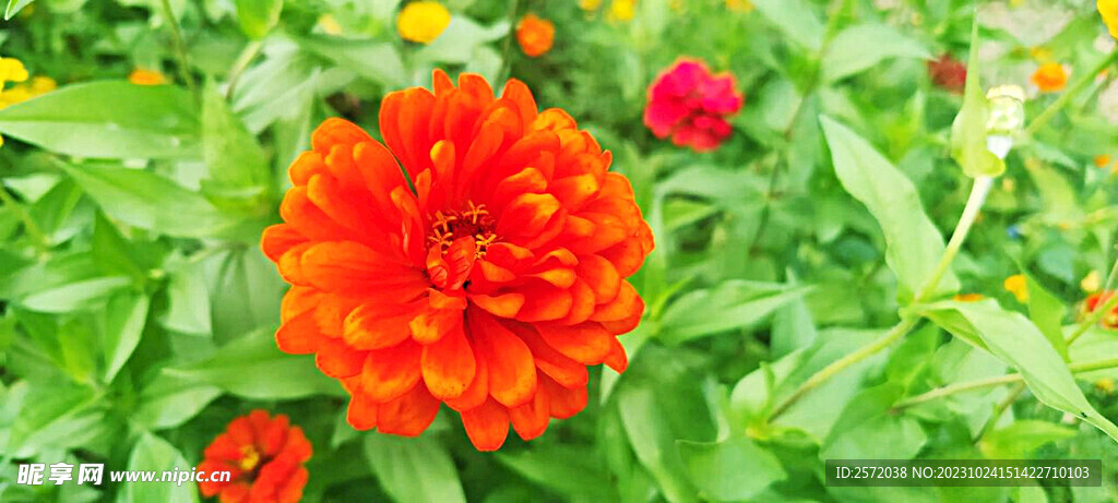 芳香菊花