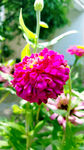 芳香菊花