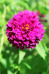 芳香菊花