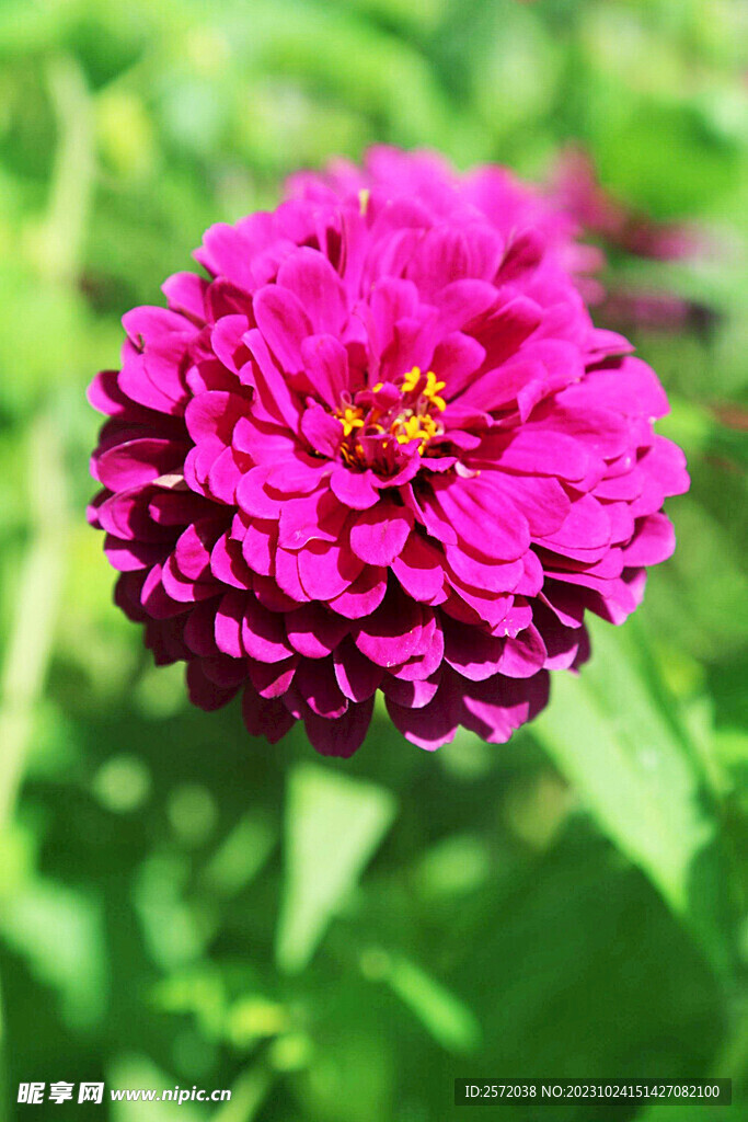 芳香菊花