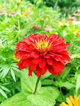 芳香菊花