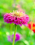 芳香菊花