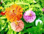芳香菊花