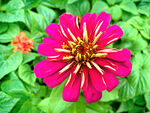 芳香菊花