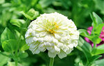 芳香菊花