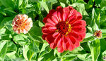 芳香菊花