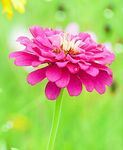 芳香菊花