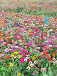 芳香菊花