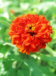 芳香菊花