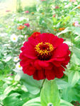 芳香菊花