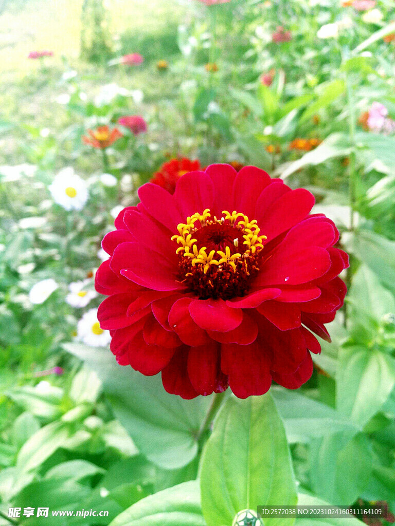芳香菊花