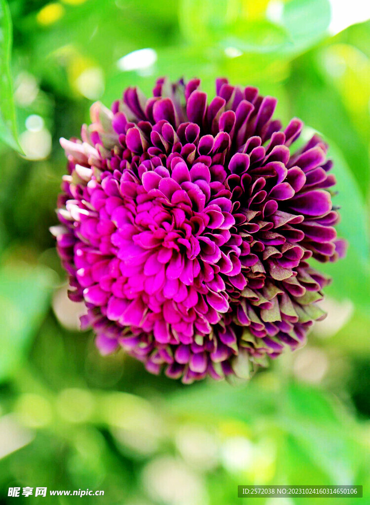 芳香菊花