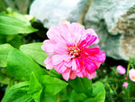 芳香菊花