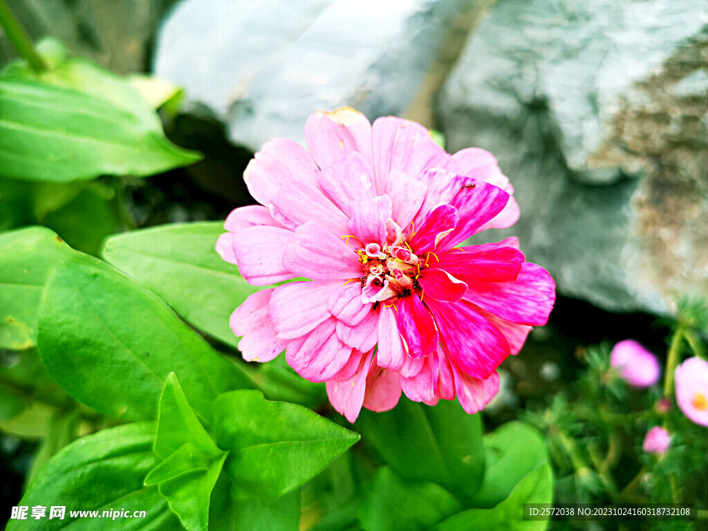 芳香菊花