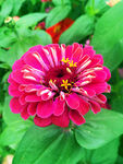 芳香菊花