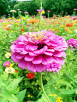 芳香菊花