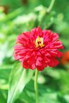 芳香菊花