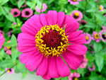芳香菊花