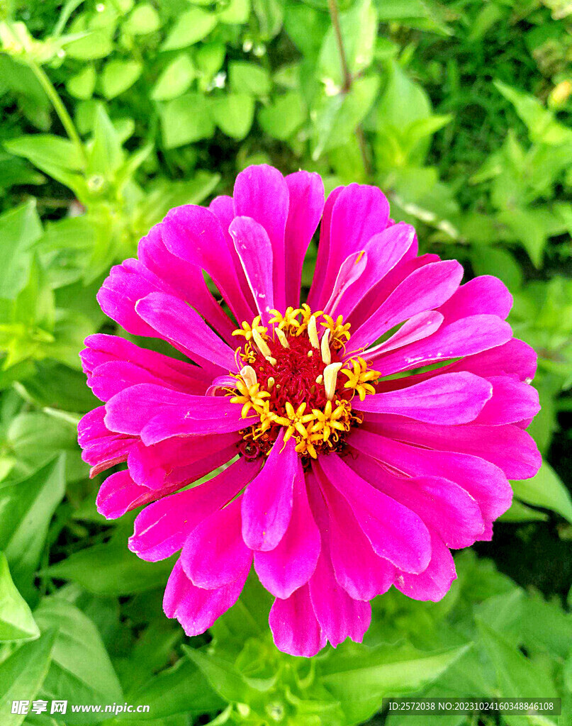 芳香菊花