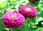 芳香菊花