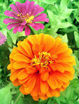 芳香菊花