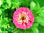 芳香菊花