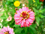 芳香菊花
