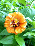 芳香菊花