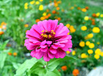 芳香菊花