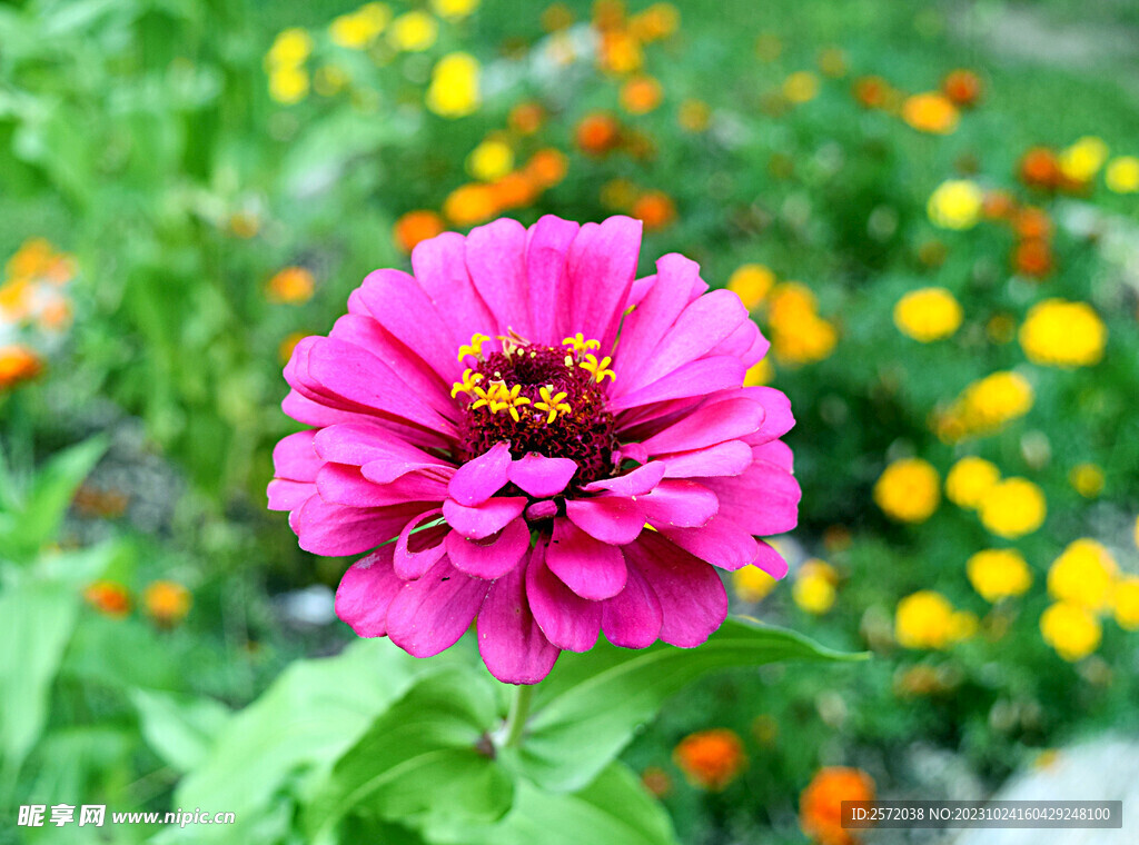 芳香菊花