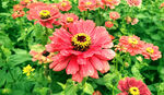 芳香菊花