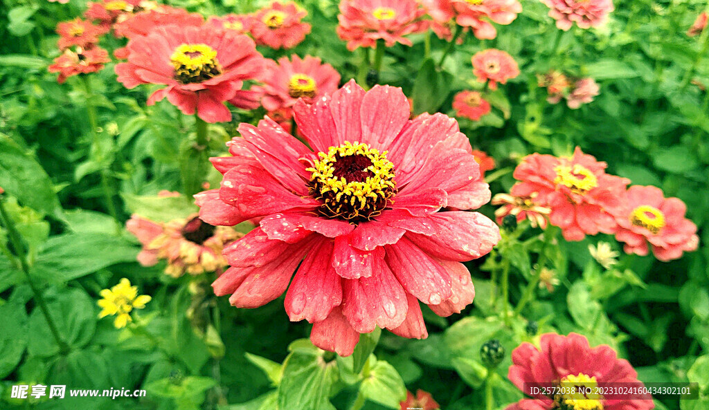 芳香菊花