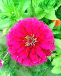 芳香菊花