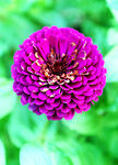 芳香菊花