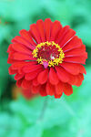 芳香菊花