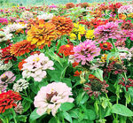 芳香菊花