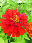 芳香菊花