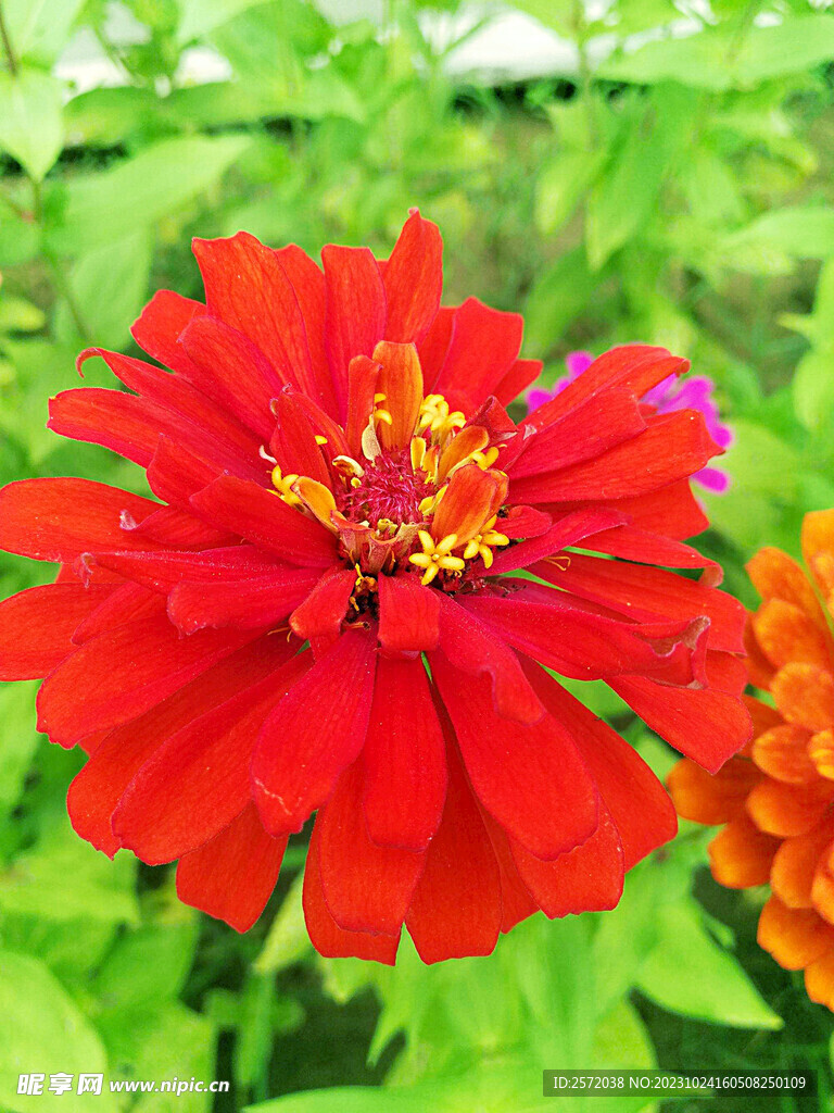 芳香菊花
