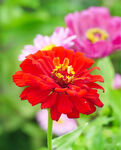 芳香菊花