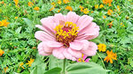 芳香菊花