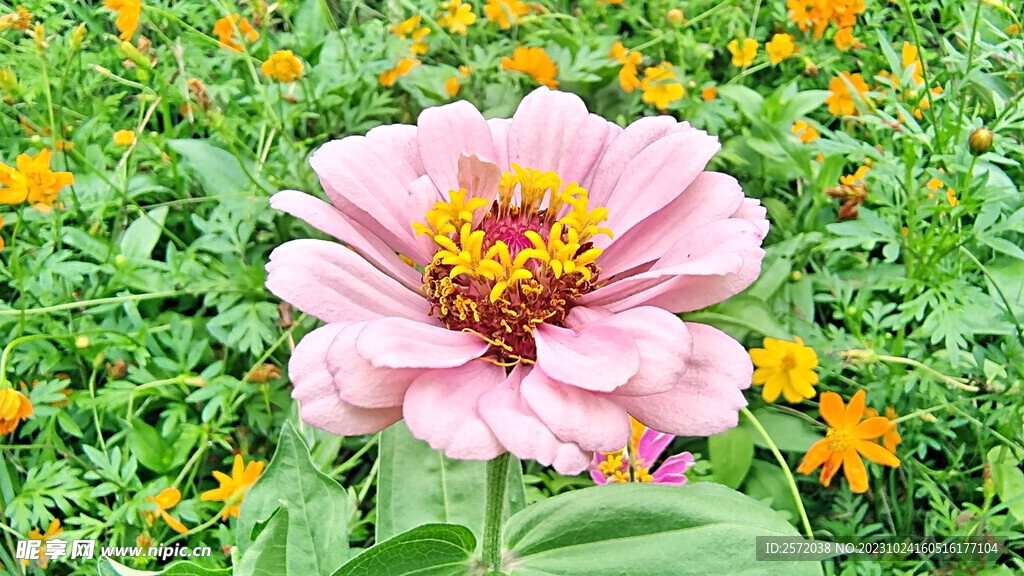 芳香菊花
