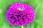 芳香菊花