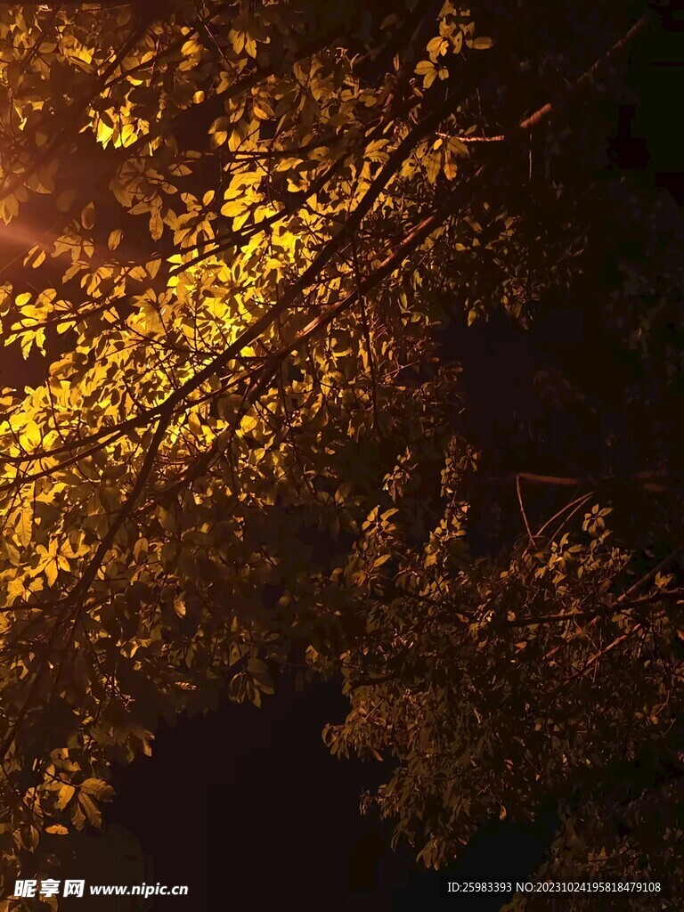 校园的树