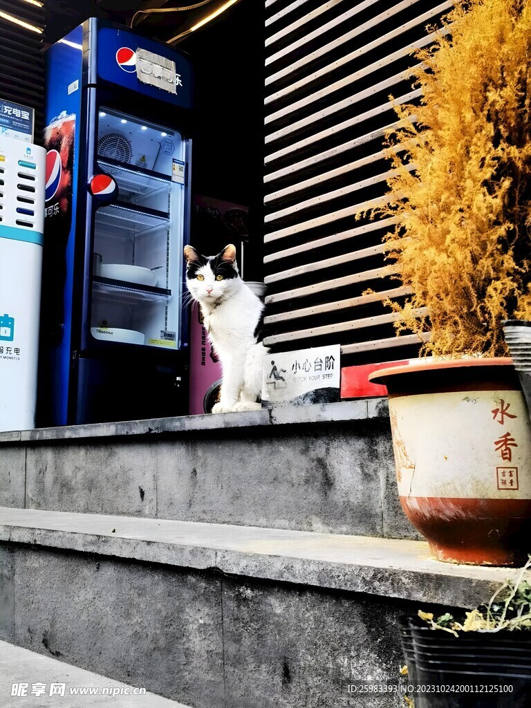 猫